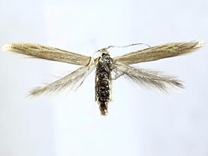 Coleophora glaucicolella