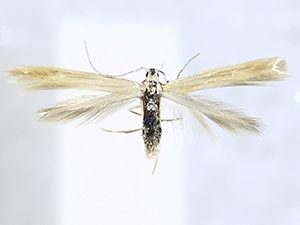 Coleophora glaucicolella