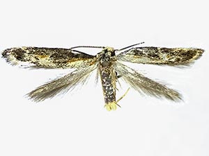 Blastodacna atra