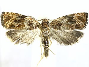 Olethreutes baccatanum