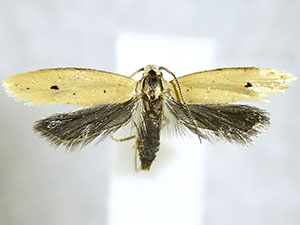 Aethes sp.