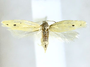 Aethes sp.