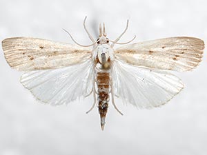 Calamotropha cf. paludella