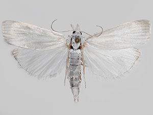 Calamotropha cf. paludella