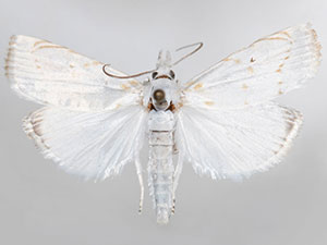 Calamotropha cf. paludella