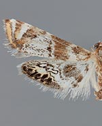 Petrophila anna