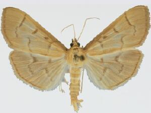 Herpetogramma centrostrigalis