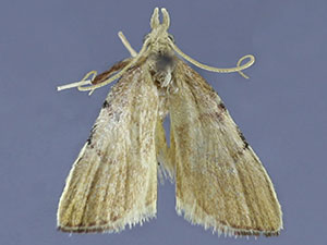 Paragalasa exospinalis