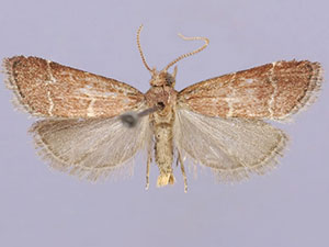 Heliades lindae