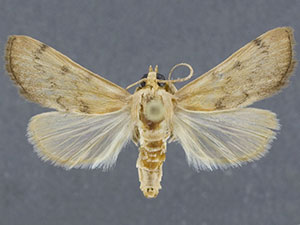 Schacontia themis