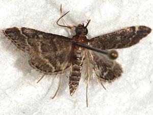 Steniodes declivalis