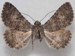 Matigramma necopina