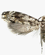 Dryadaula nr. visaliella