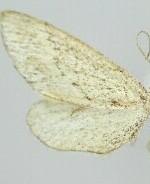 Glaucina loxa