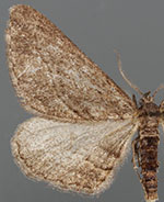 Chesiadodes tubercula