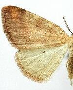 Drepanulatrix nevadaria