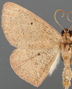 Covellia procrastinata