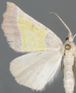 Plataea polychroma