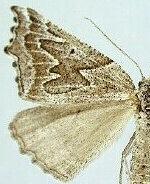 Plataea ursaria