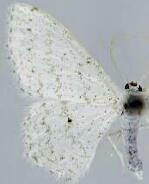 Idaea tacturata