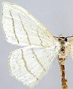 Scopula ordinata