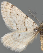 Tescalsia minata
