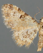 Eupithecia ochrocarneata