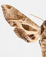Eumorpha intermedia