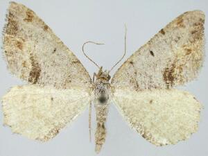 Macaria quadrilinearia