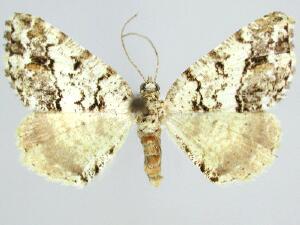 Macaria graphidaria