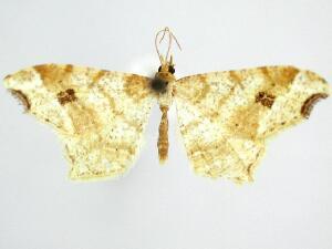 Macaria aemulataria