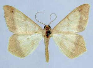 Psamatodes abydata