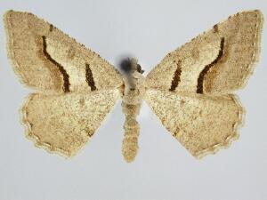 Digrammia puertata