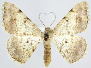 Frederickia nigricomma