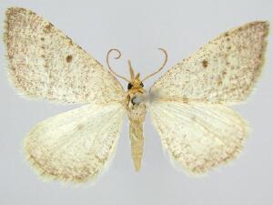 Taeniogramma mendicata