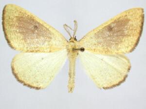 Hesperumia fumosaria