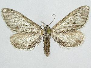 Glaucina cilla