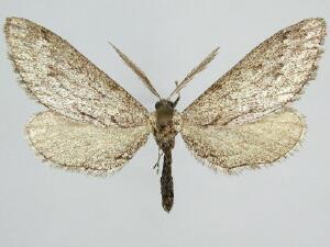 Glaucina macdunnoughi