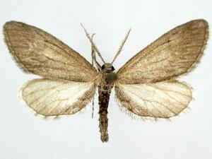 Glaucina epiphysaria