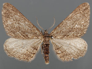 Chesiadodes tubercula