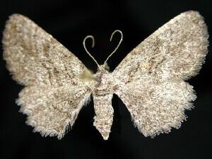 Pterotaea obscura