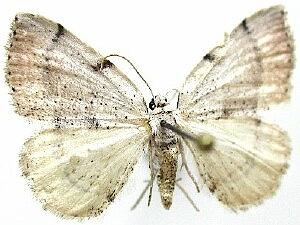 Lomographa elsinora