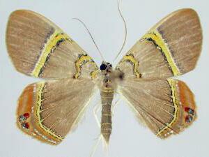 Phrygionis paradoxata