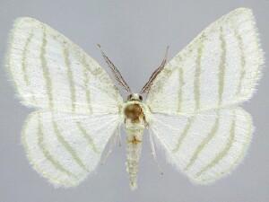 Cabera quadrifasciaria