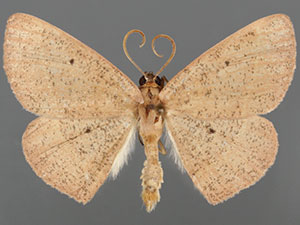 Covellia procrastinata