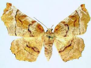 Selenia kentaria