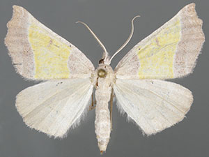 Plataea polychroma