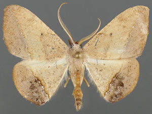 Patalene nicoaria