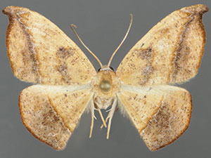 Patalene nicoaria