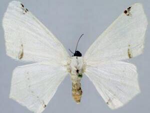 Sericoptera virginaria